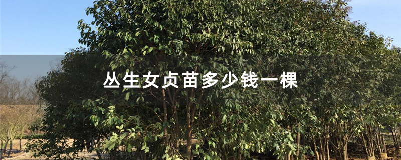 丛生女贞苗多少钱一棵