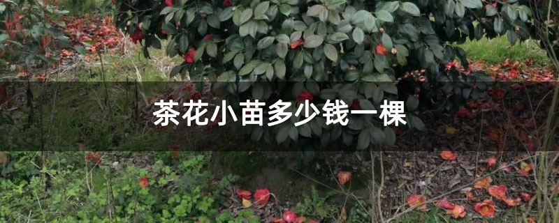 茶花小苗多少钱一棵