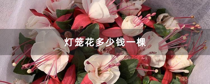 灯笼花多少钱一棵