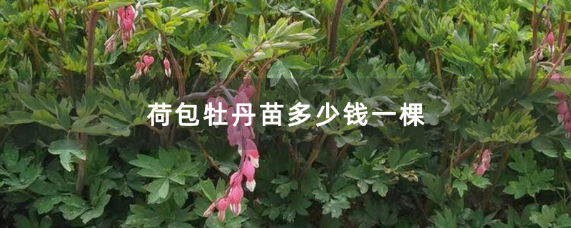 荷包牡丹苗多少钱一棵