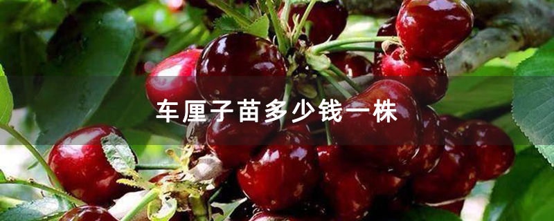 车厘子苗多少钱一株