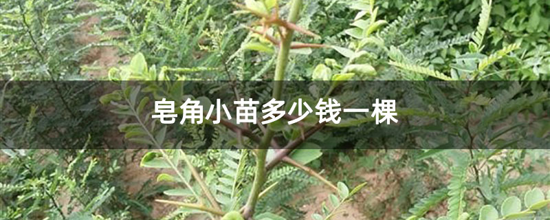 皂角小苗多少钱一棵