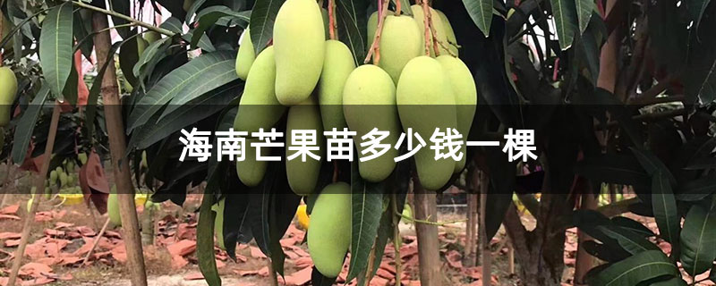 海南芒果苗多少钱一棵