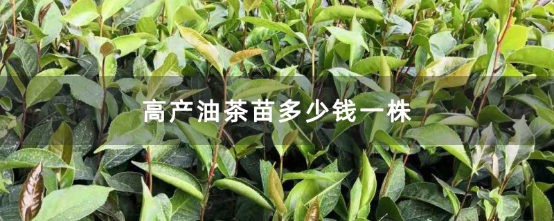 高产油茶苗多少钱一株