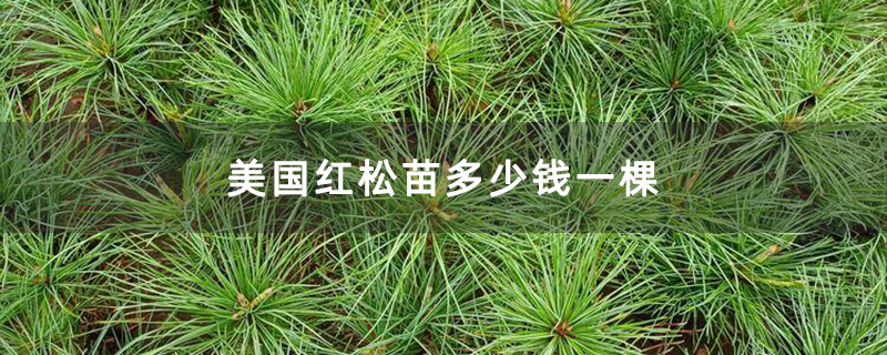 美国红松苗多少钱一棵