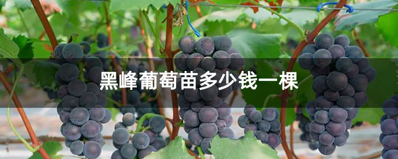 黑峰葡萄苗多少钱一棵
