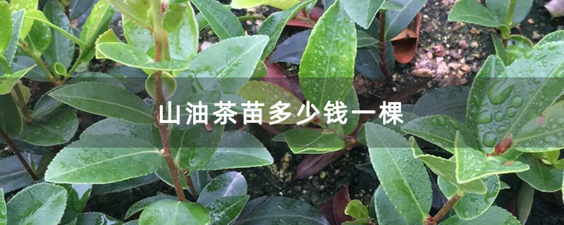 山油茶苗多少钱一棵