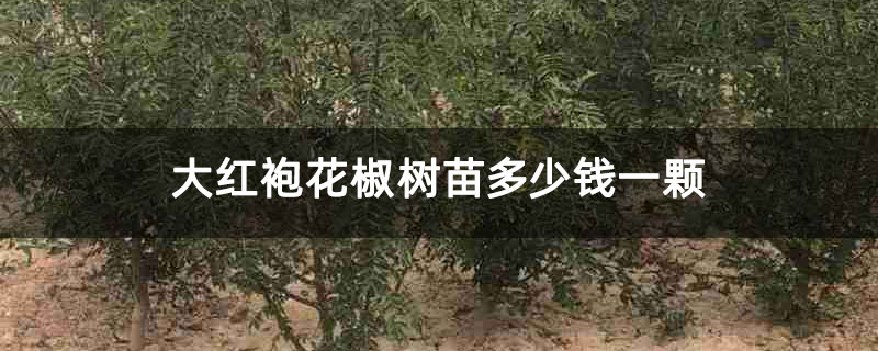 大红袍花椒树苗多少钱一颗