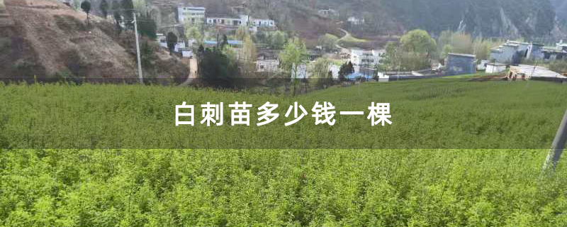 白刺苗多少钱一棵