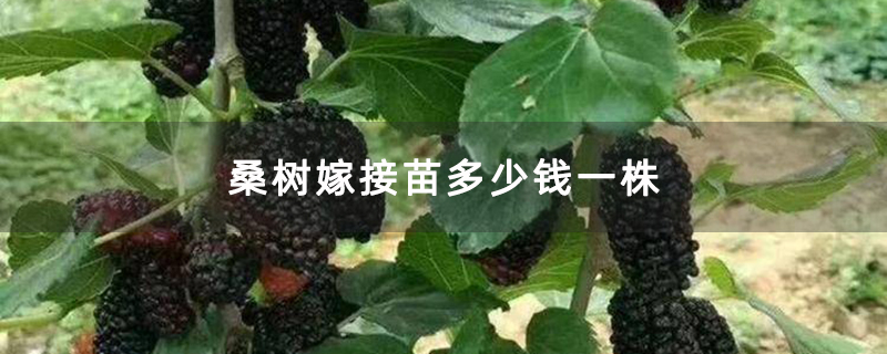 桑树嫁接苗多少钱一株
