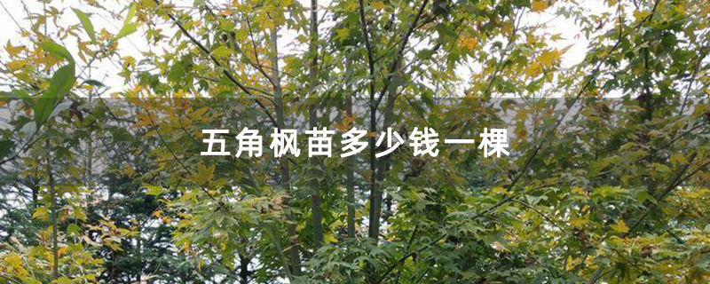 五角枫苗多少钱一棵