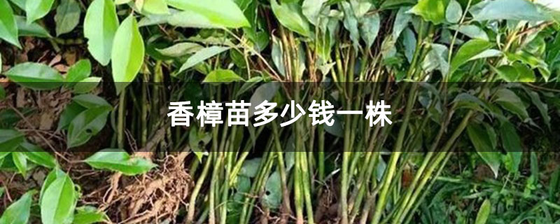 香樟苗多少钱一株