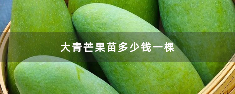 大青芒果苗多少钱一棵