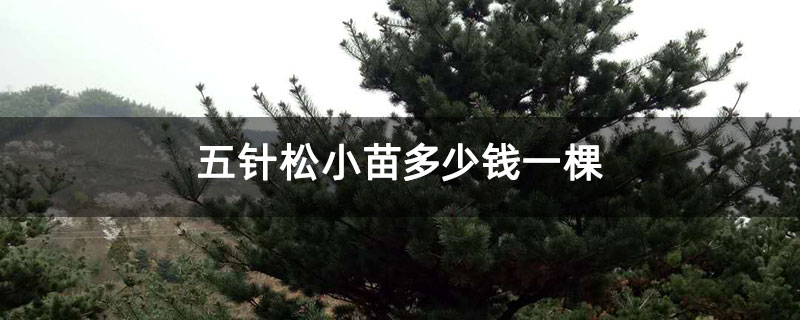 五针松小苗多少钱一棵