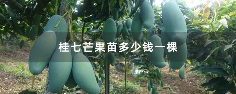 桂七芒果苗多少钱一棵