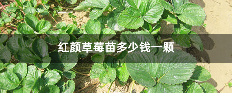 红颜草莓苗多少钱一颗