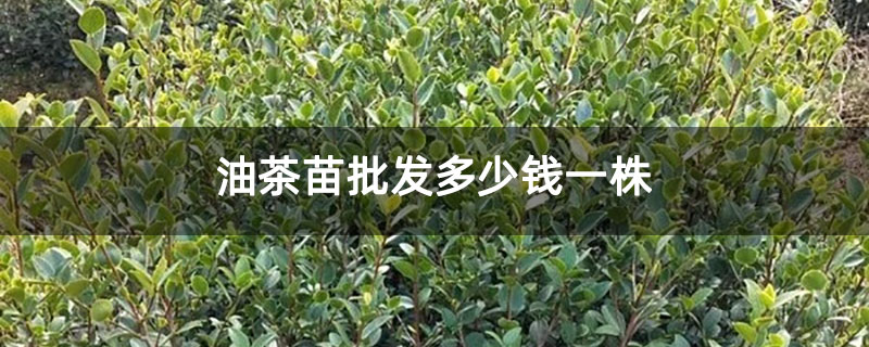 油茶苗批发多少钱一株