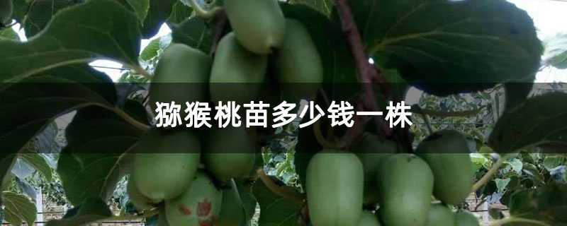 猕猴桃苗多少钱一株