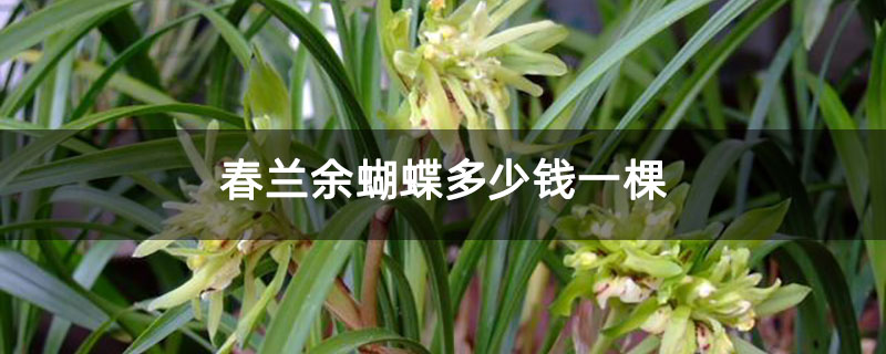 春兰余蝴蝶多少钱一棵