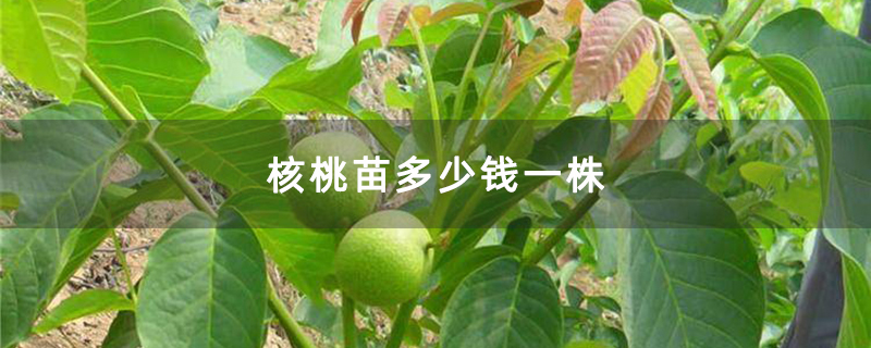 核桃苗多少钱一株