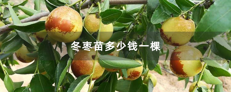 冬枣苗多少钱一棵