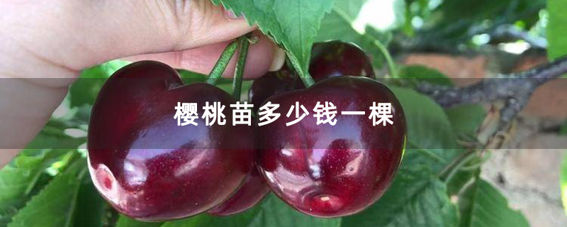 樱桃苗多少钱一棵
