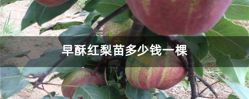 早酥红梨苗多少钱一棵