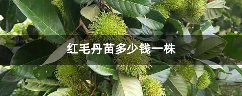 红毛丹苗多少钱一株