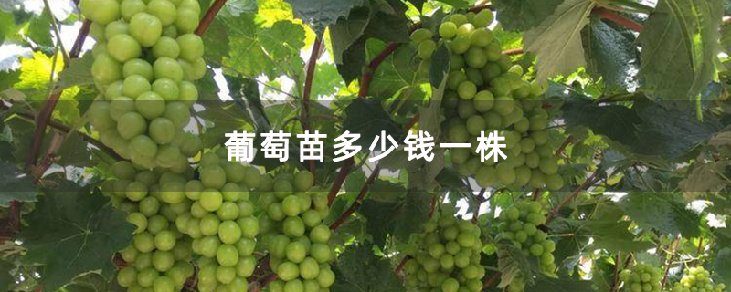 葡萄苗多少钱一株