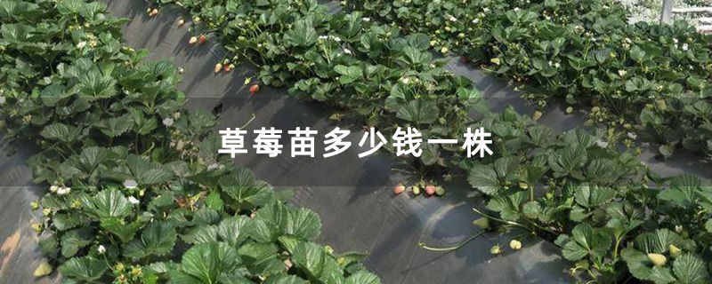 草莓苗多少钱一株