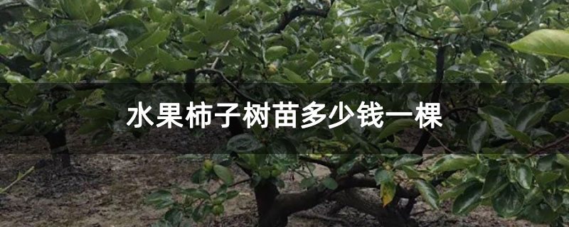 水果柿子树苗多少钱一棵 水果柿子树苗多少钱一棵