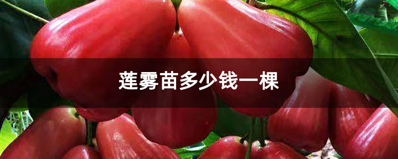 莲雾苗多少钱一棵 莲雾苗多少钱一棵