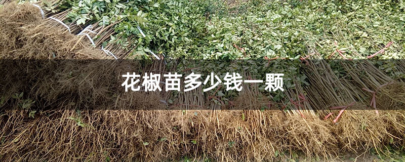 花椒苗多少钱一颗
