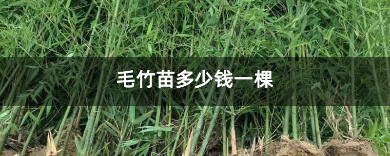 毛竹苗多少钱一棵