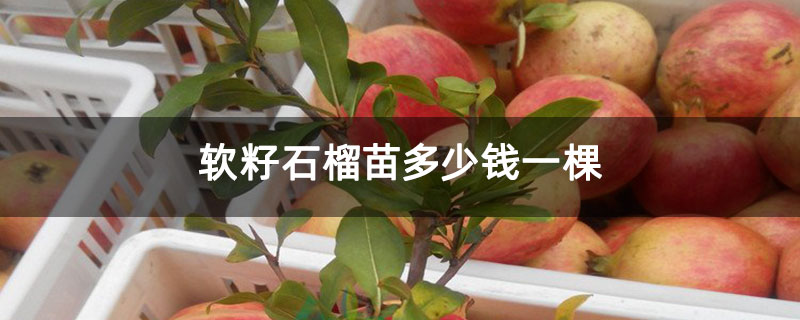 软籽石榴多少钱一棵 软籽石榴多少钱一棵