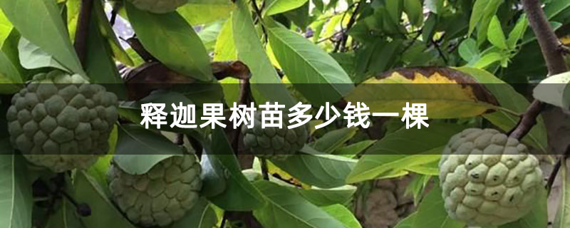 释迦果树苗多少钱一棵