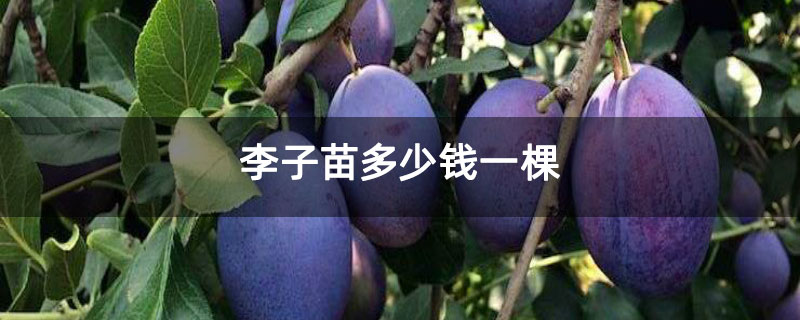 李子苗多少钱一棵