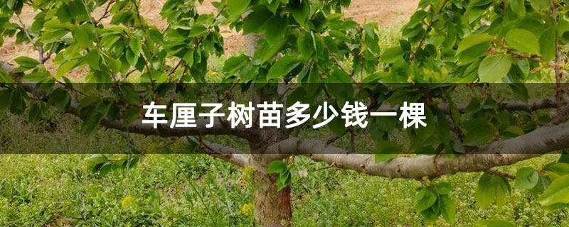 车厘子树苗多少钱一棵