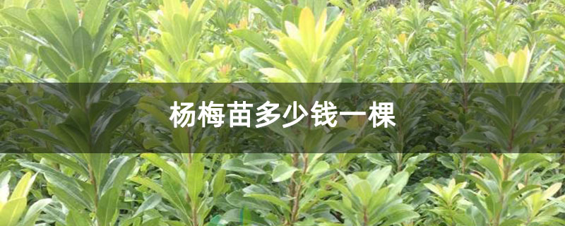 杨梅苗多少钱一棵
