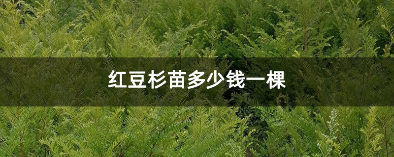 红豆杉苗多少钱一棵