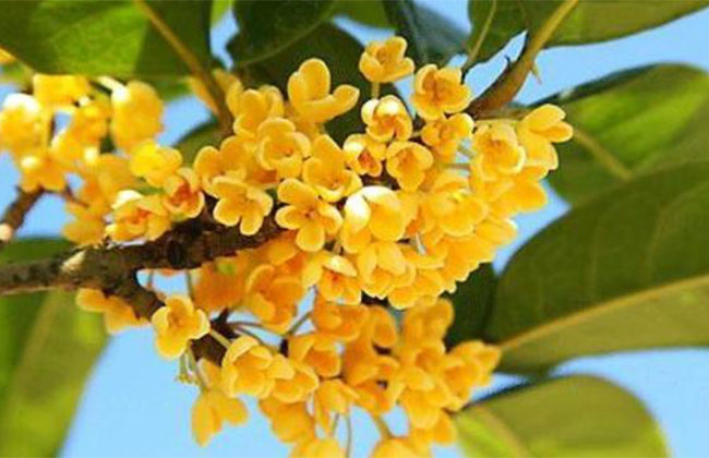 桂花的价格多少钱一棵?桂花种植方法和注意事项
