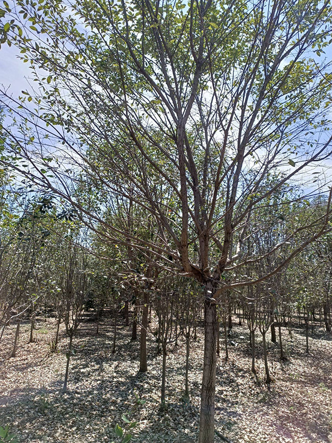 流苏树价格多少钱一棵?流苏树的种植方法