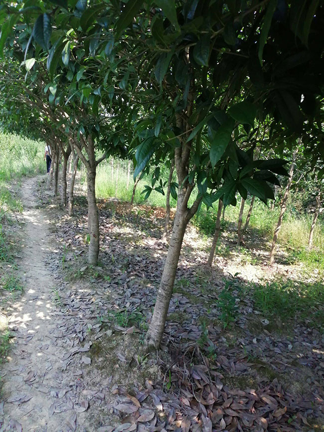 桂花的价格多少钱一棵?桂花种植方法和注意事项