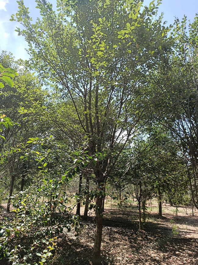流苏树价格多少钱一棵?流苏树的种植方法