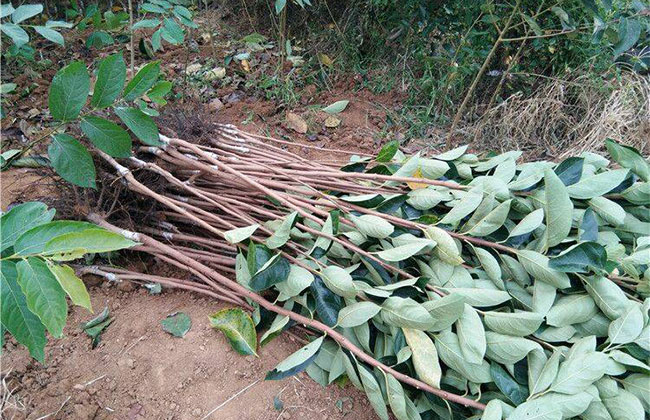 柿子树价格多少钱一棵?柿子树种植方法有哪些?