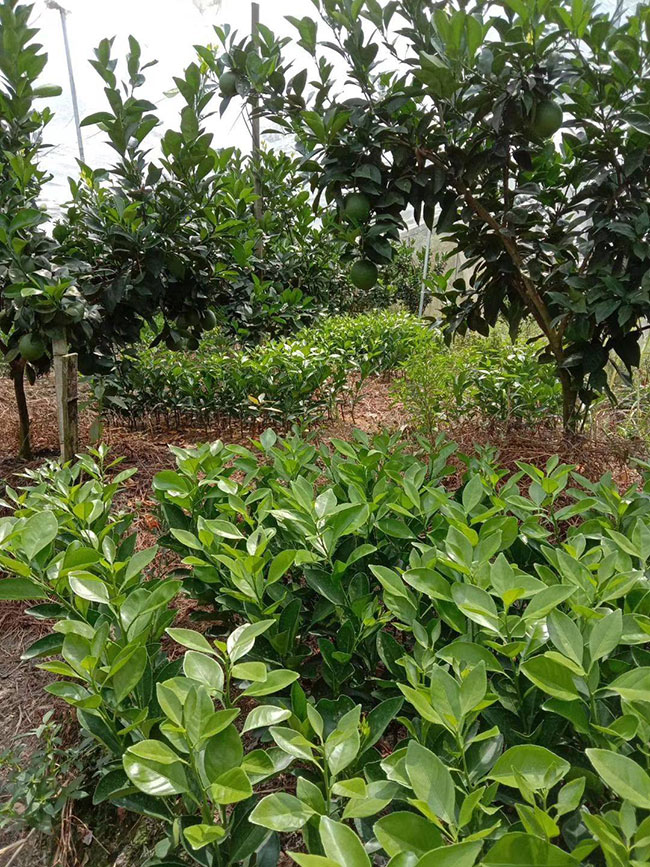粑粑柑柑苗多钱一株