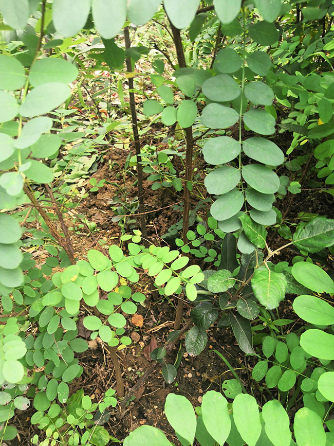 刺槐的价格多少钱一棵?刺槐的种植方法