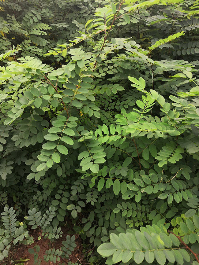 刺槐的价格多少钱一棵?刺槐的种植方法