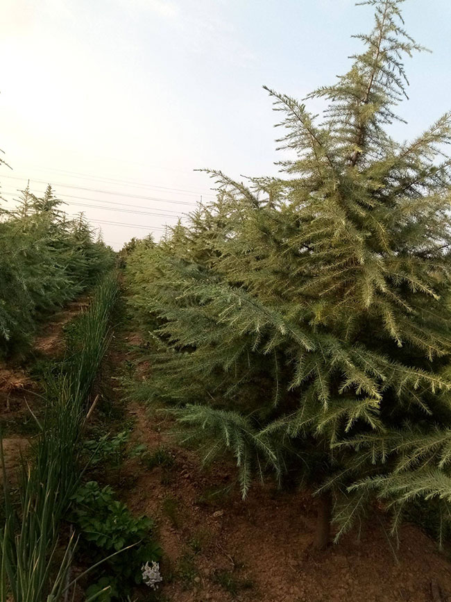 雪松小苗价格多少钱一棵?雪松的种植技术