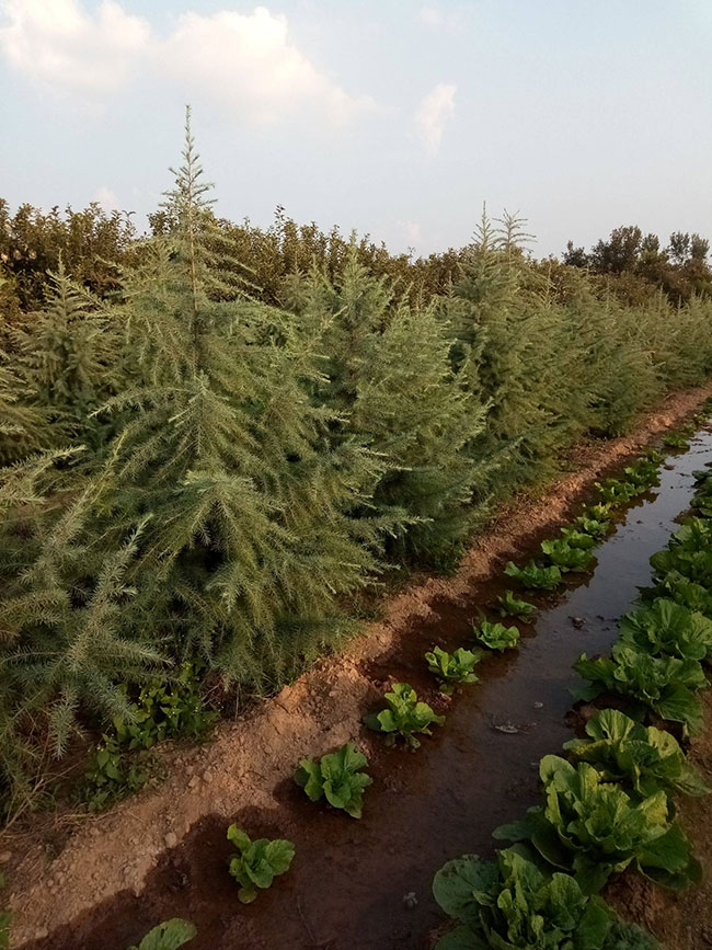 雪松小苗价格多少钱一棵?雪松的种植技术